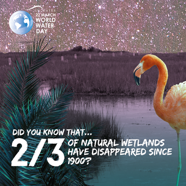 Bạn có biết có tới 2/3 diện tích đất ngập nước tự nhiên đã biến mất từ năm 1900? wwd-3